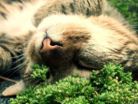 Relaxation - nice, animals, cats, funny, cute