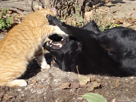 Love between cat and dog - black, cat, leaf, yellow, love, dog