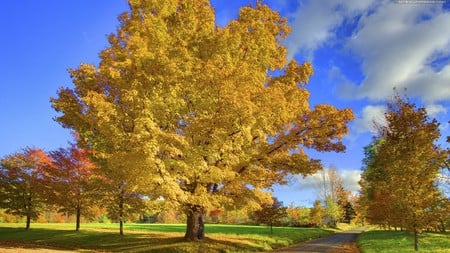 Outono - nature, tree, autumn, yellow