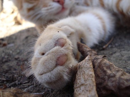 orange cat - yellow, leaf, cat, autumn