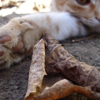 cute kitty