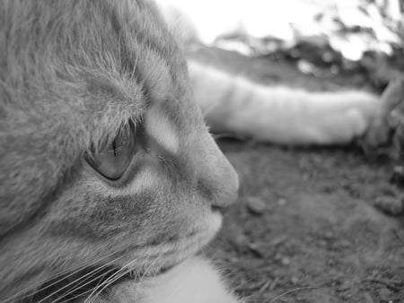 Thinker - white, cat, black and white, striped cat, black