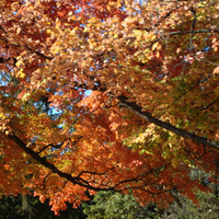 Fall Leaves