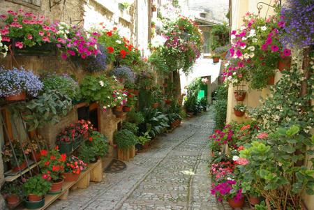 Flowers Street - houses, street, fullcolour, windows, art photo, beautiful, flowers