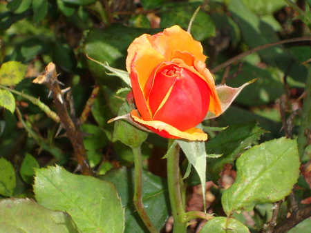 Orange Rose - flowers, orange, florida, rose