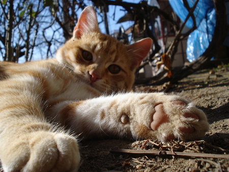 good morning - white, ears, cute, cat, leaf, orange, yellow