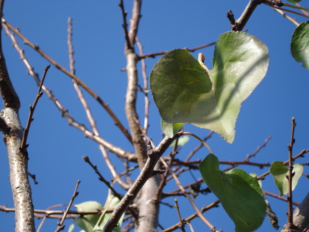 leaf - heart, tree, green, sky