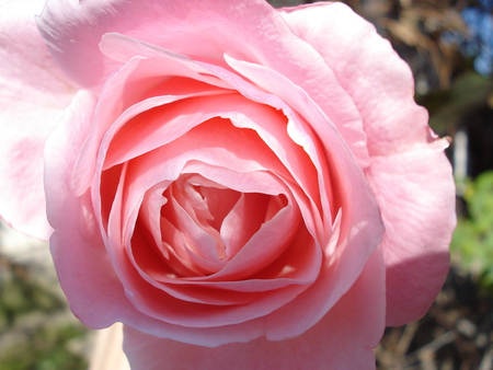 rose beauty - beauty, nature, pink, green, rose, pure