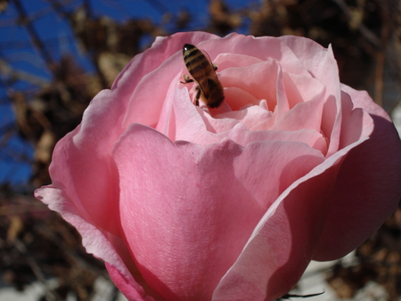 rose pink - beauty, nature, sky, autumn, bee, green, pure