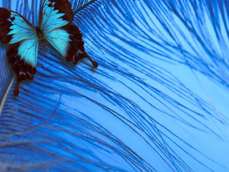 BLUE BUTTERFLY - butterfly, pretty, soft, blue, wings, animal