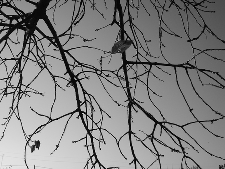 Autumn - alone, black and white, branches, leaf