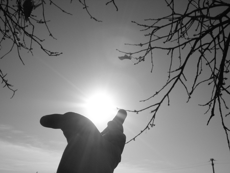 beautiful light - hand, tree branches, black and white, light, sun