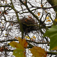 Fall in Suffolk - nest