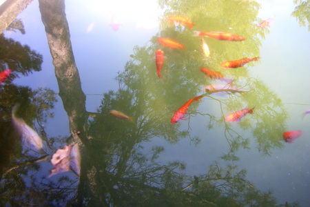 fish - reflections, fish, tree, animals