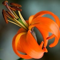 Orange Flower