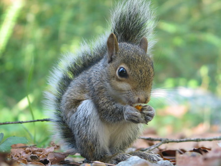 Squirrel Nutty - tree, nutty, squirrel, nut