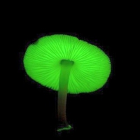 Mushroom-Glow-in-Dark