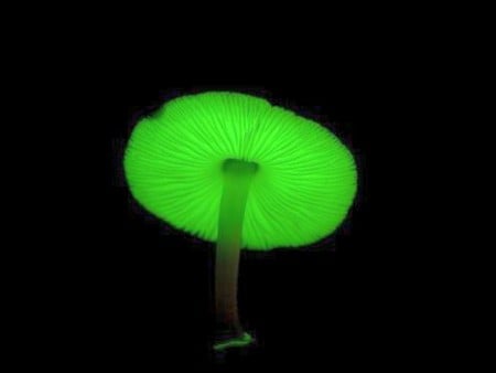 Mushroom-Glow-in-Dark - picture, mushroom, glow-in-dark, cool