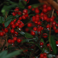 Holly Berries