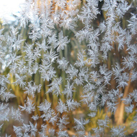 Window Frosting