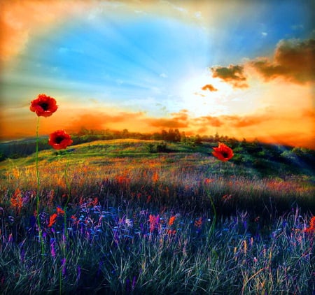 Beauty field - fields, rays, sunlight, sunset sky, colors, grass, poppies, wildflowers, gold clouds