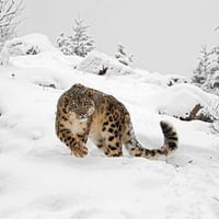 Snow-Leopard