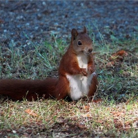 Cool Squirrel
