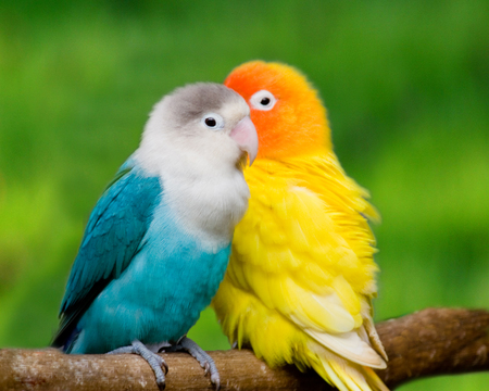 Lovebirds