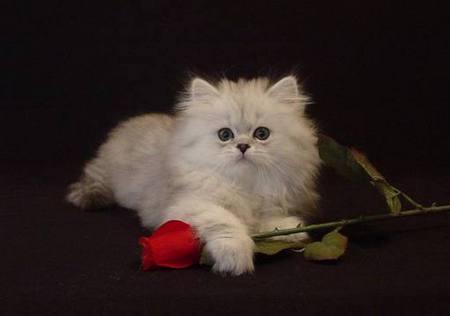 beautiful cat&rose - rose, white, beautiful, cat