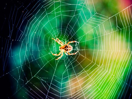 rainbow spider - spider, rainbow, cobweb, animals