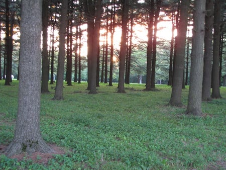 Sunset in the Forest - firs, forests, trees, sunset