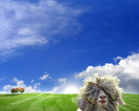 Baaad Hair Day - humor, sheep, blue sky, pasture, shnozz