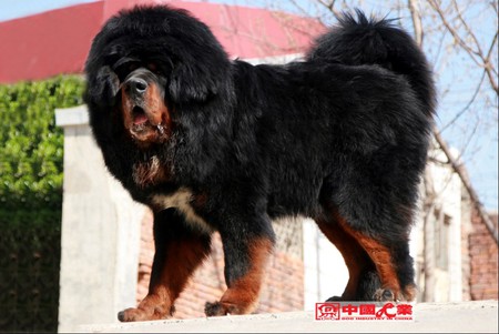 tibetan mastiff - hi, nice, tibetan, mastiff