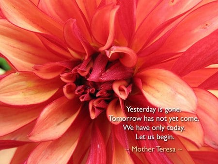 Inspirational Flower - bright, red, inspirational, mother teresa, flower