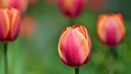 Bright Tulips - tulips, yellow, orange, red