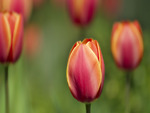 Bright Tulips