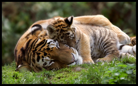 Bengal baby - gold black white, cub, bengal tiger, grass, mother, striped, affection