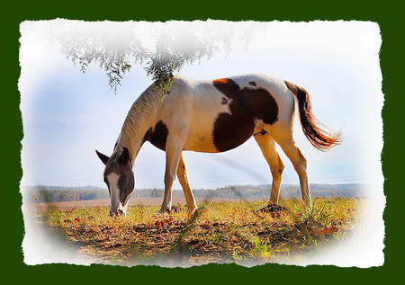 Lovely paint - paint, green frame, horse, brown and white, grazing, blue sky