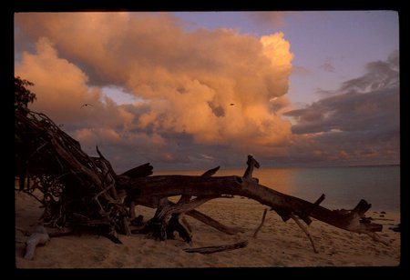 Driftwood under Cloudy Sunset - clouds, water, wood, beach, evening, sea, island, sun, sky