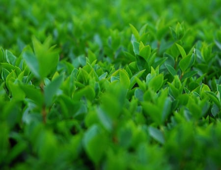 just green - grass, nature, cool, green