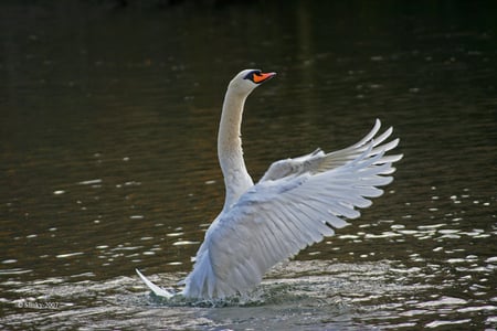 Beautiful swan - birds, take off, beautiful, swan