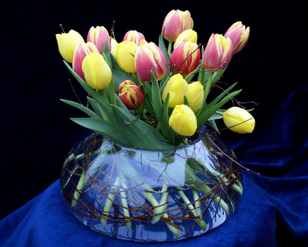 Tulips - flowers, colours, vase, tulips