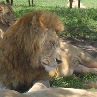 Lion male with his pride