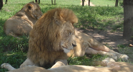 Lion male with his pride - lion, panthera leo, african wildlife, mammal