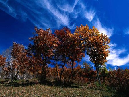 blue sky - cloud, sky, landscape, trees, nature, blue, grass