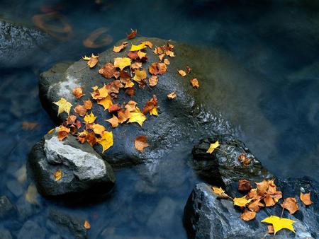 leaf age - rock, water, forces, leaf, nature, color