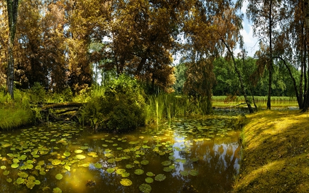 Water lily - nature, amazing, beautiful, green, landscape, lake, forest