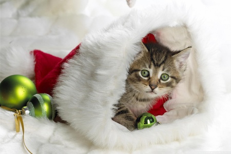 kitten in Santa\'s cap - beautiful green eyes, cap, sweet, santa, white, kitten, red, cute, hollydays