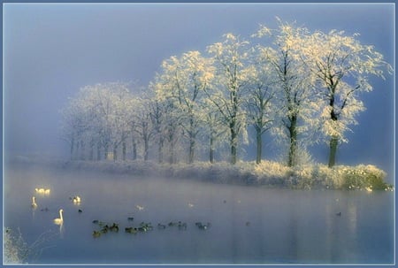 November lake - lake, trees, swans swimming, winter, blue sky, reflections, frost, snow, misty