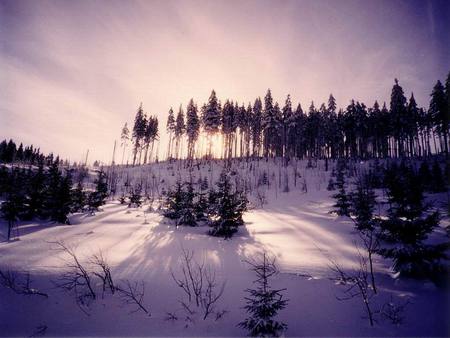 Purple - winter, nature, purple, forest